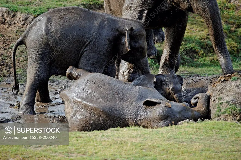 Elephant family enjoying mud bath at a water hole