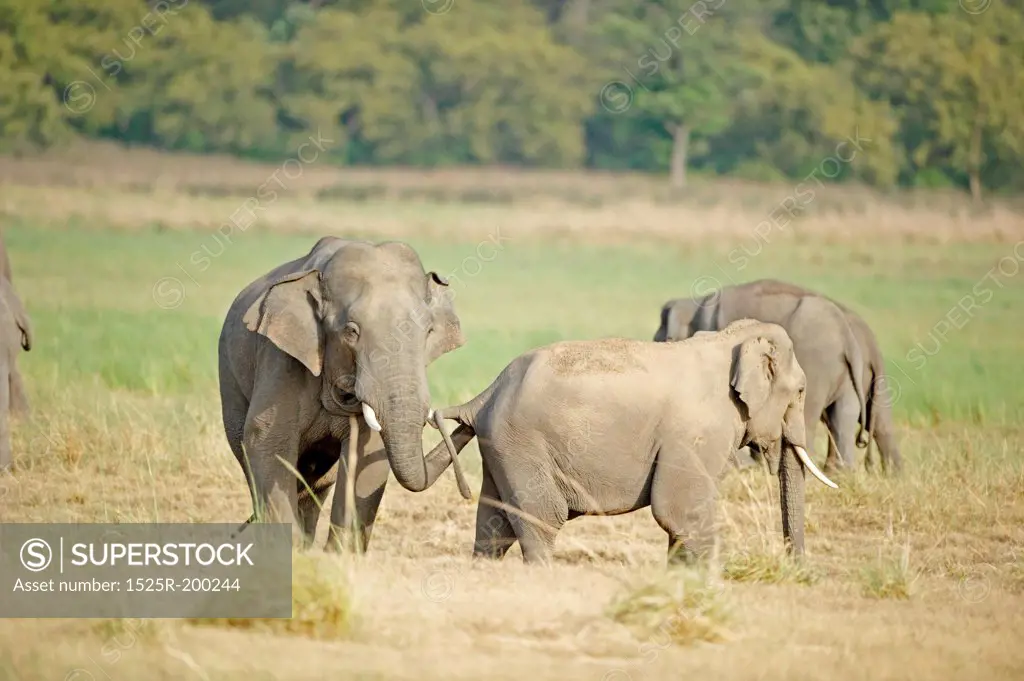 Sub-adult male exhibiting submissive behaviour towards larger adult male in Asian elephant