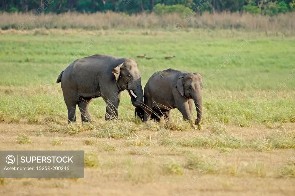 Flehmen behaviour exhibited by adult asian elephant male towards female