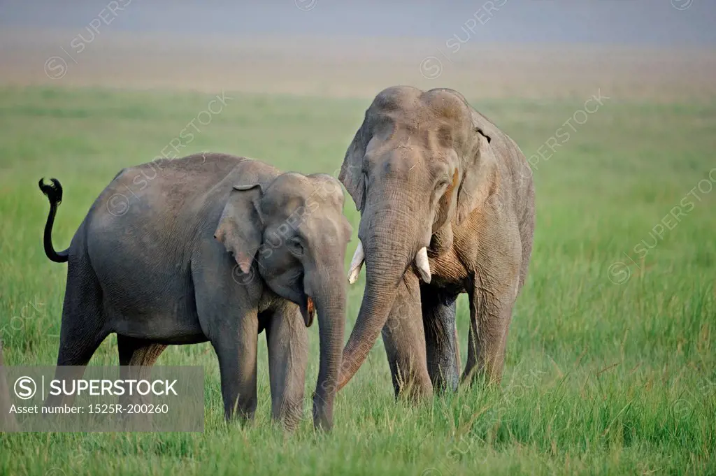 Courting pair of Asian elephants