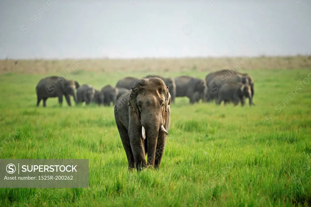 Asian elephant male in musth accompanying a female group