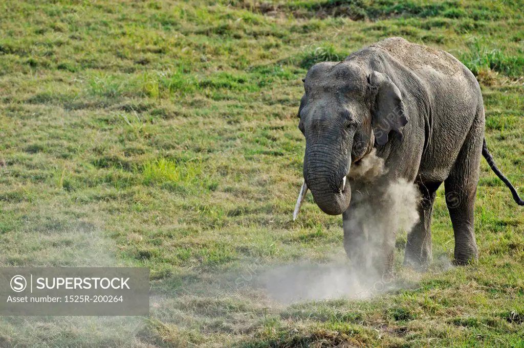 Asian elephant male with broken tusks dust bathing