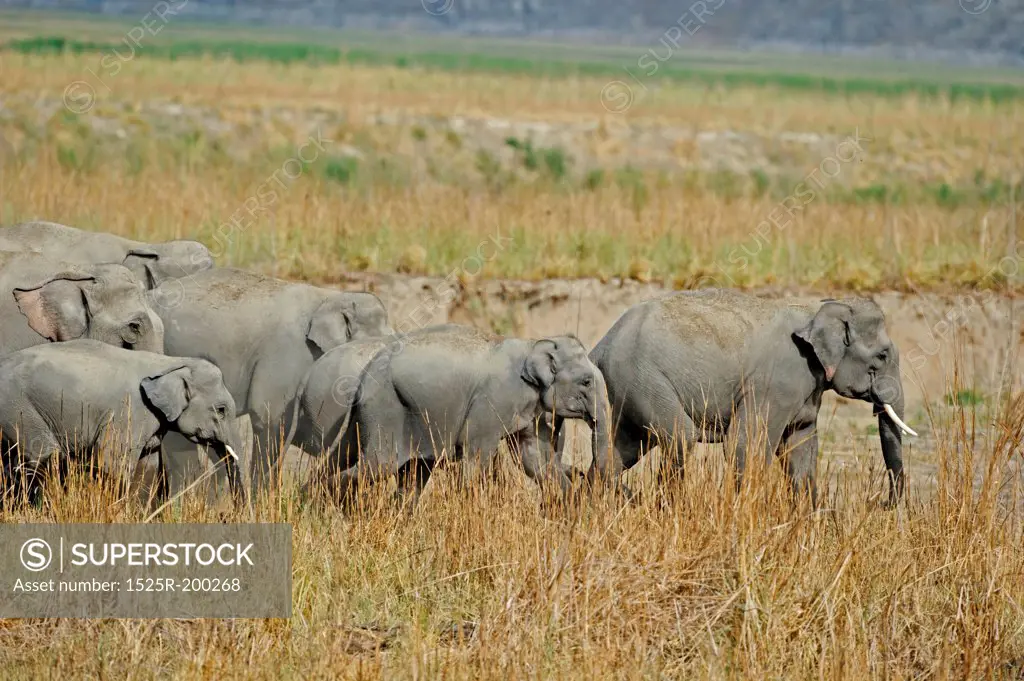 Adult tusker leading elephant herd towards forest