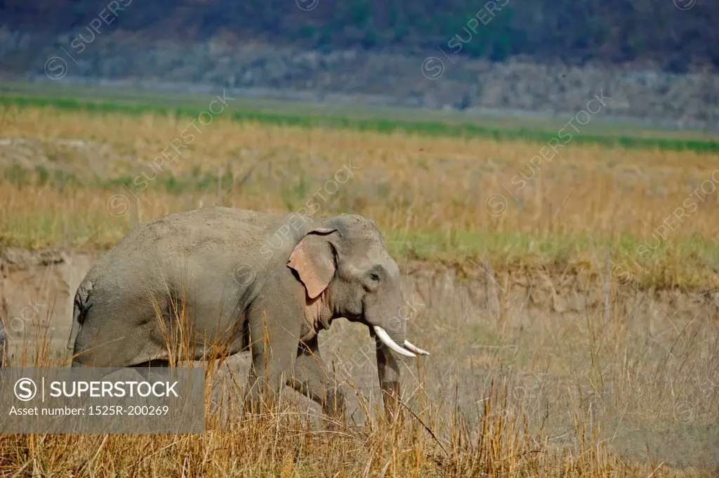 Asian elephant walking through dried grasslands
