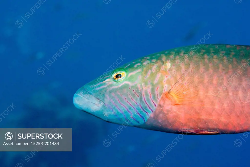 Underwater photography, fish