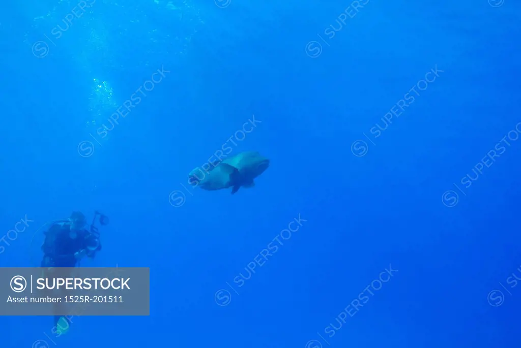 Scuba diver following a fish