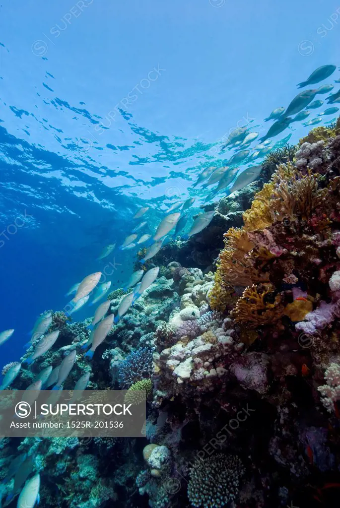 Underwater photography, fish