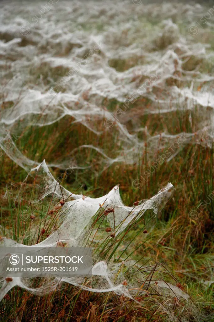 Spider webs on a frosty field