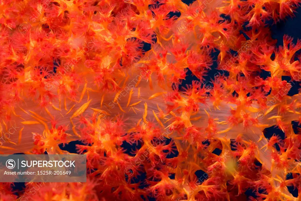 Underwater photography, coral