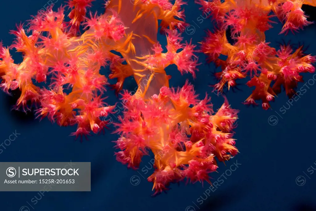 Underwater photography, coral