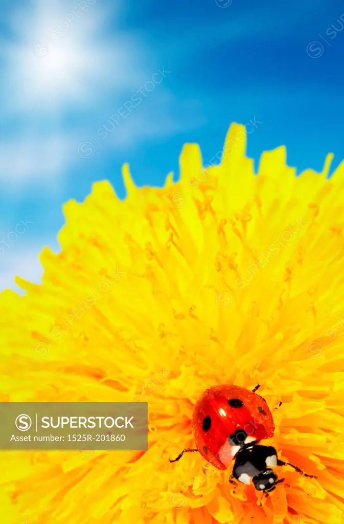 Yellow flower with ladybug and blue sky