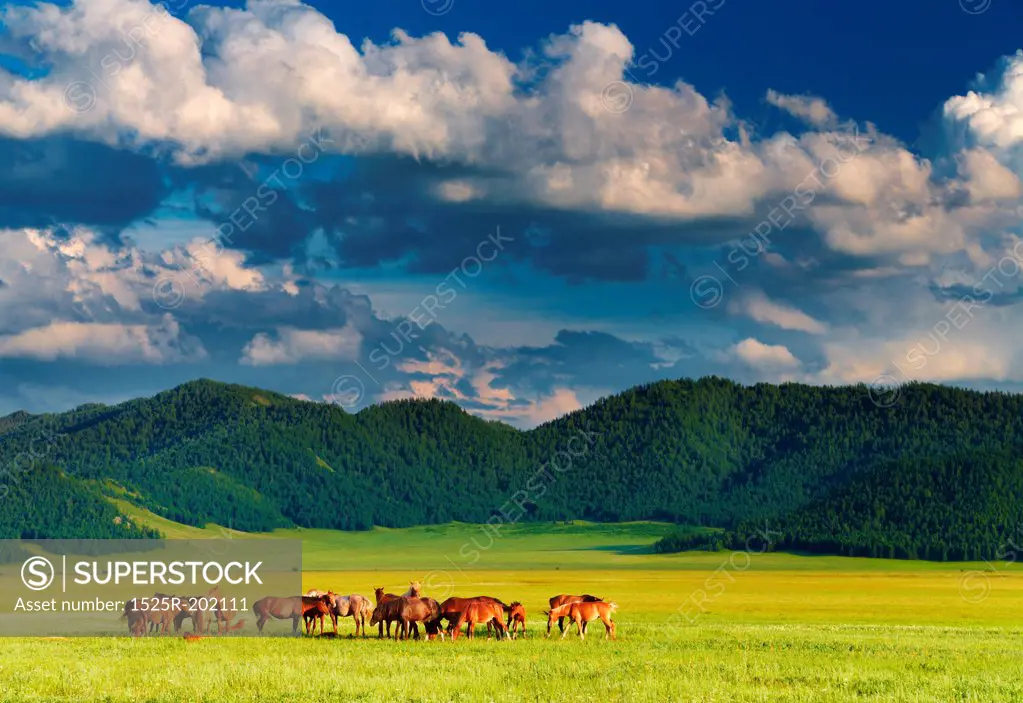 Mountain landscape with grazing horses at sunset