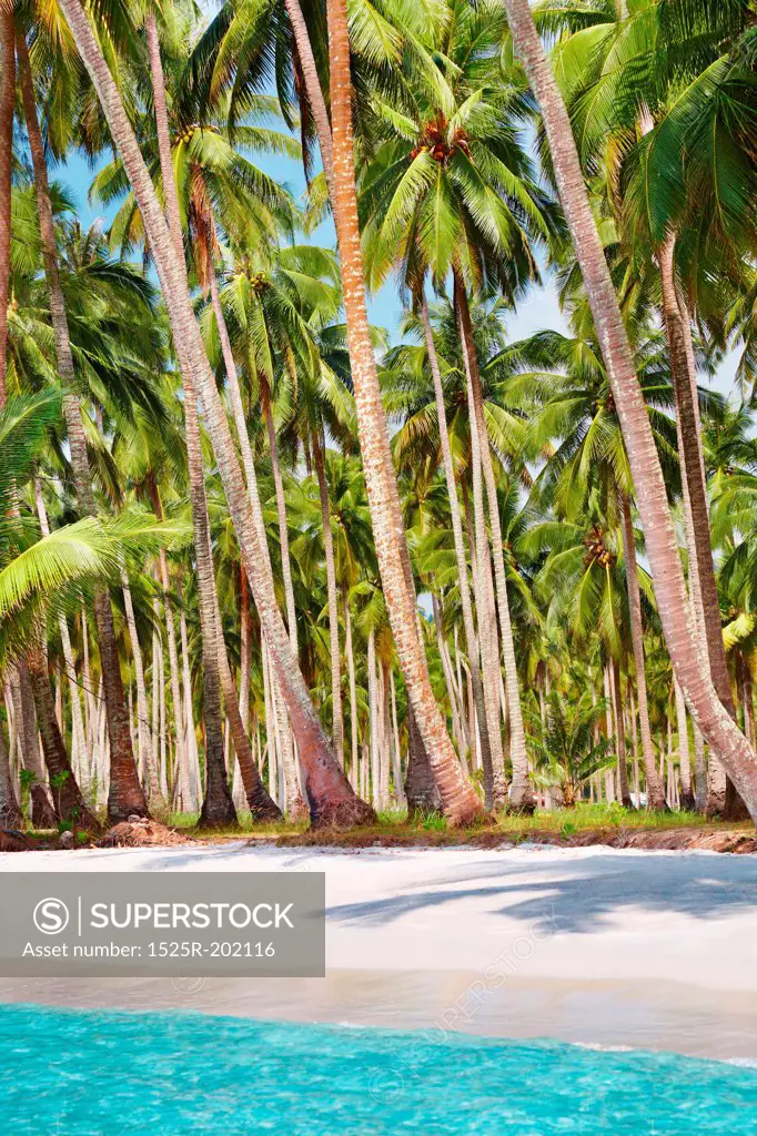 Tropical beach with palm grove, Kood island, Thailand