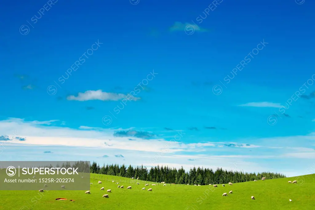 New Zealand landscape, green field and grazing sheep
