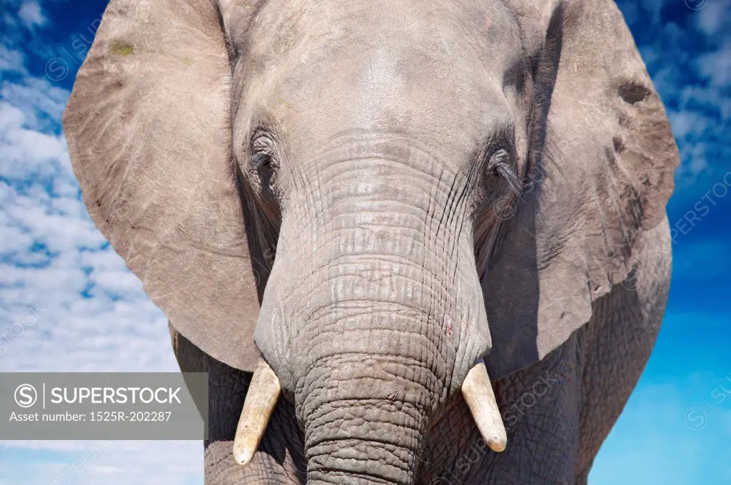 African elephant closeup against blue sky
