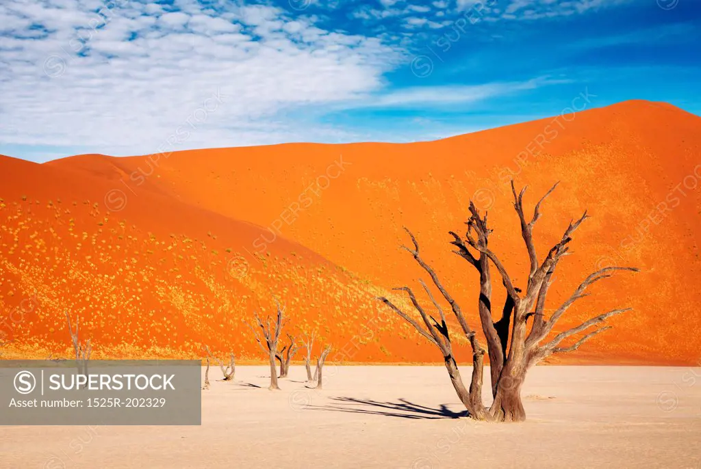 Dead trees in Dead Vlei - Sossusvlei, Namib Desert, Namibia