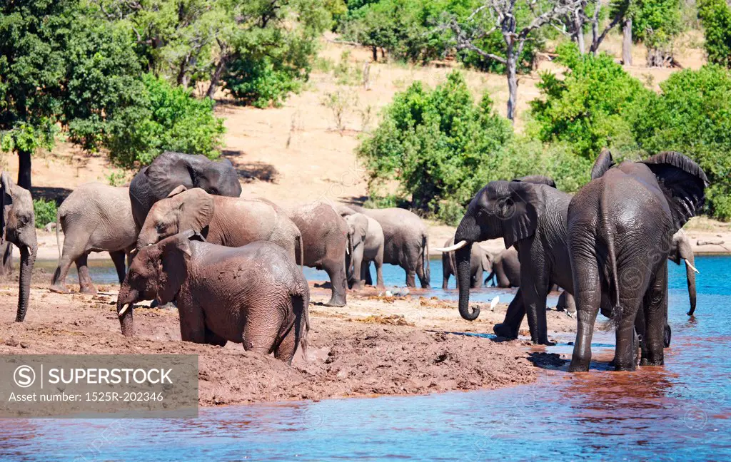 Herd of elephants at watering, Chobe national park, Botswana