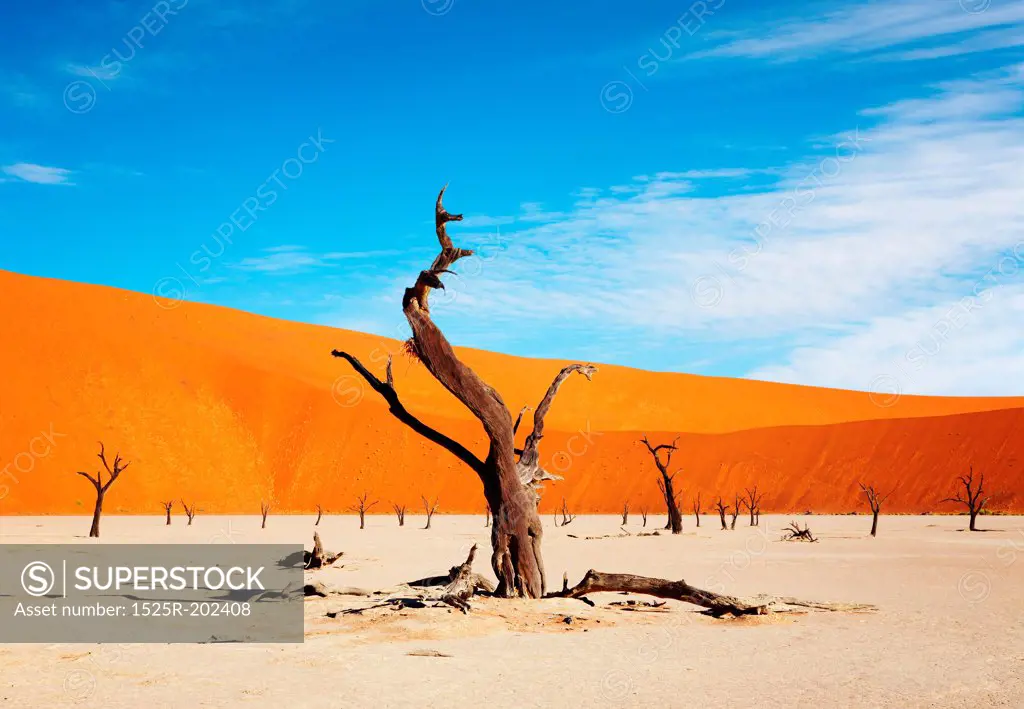 Dead tree in Dead Vlei - Sossusvlei, Namib desert, Namibia