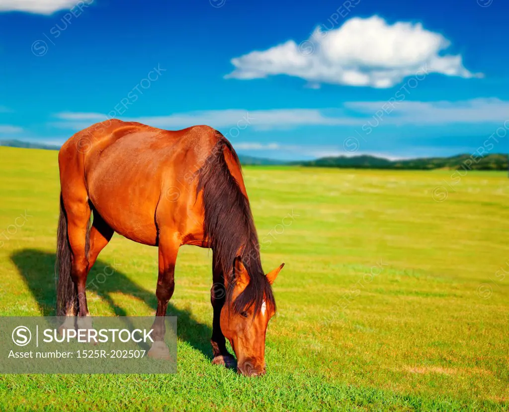 Rural landscape with grazing horse and blue sky