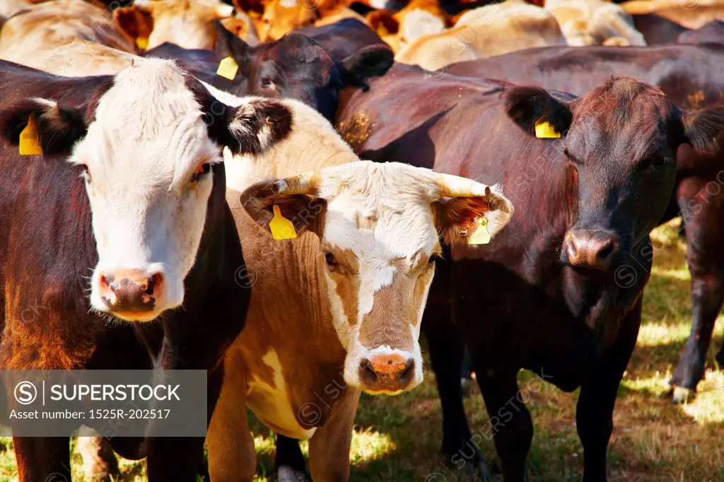 Livestock farm, herd of cows
