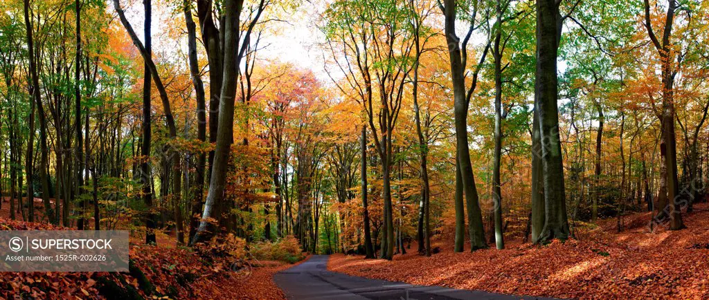 road passing through middle of forest at autumn time
