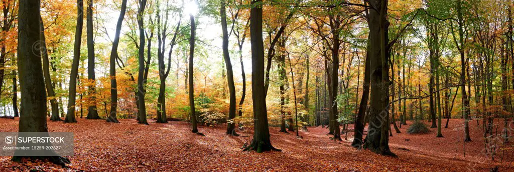 panoramic view of forest floor full of leaves in autumn time