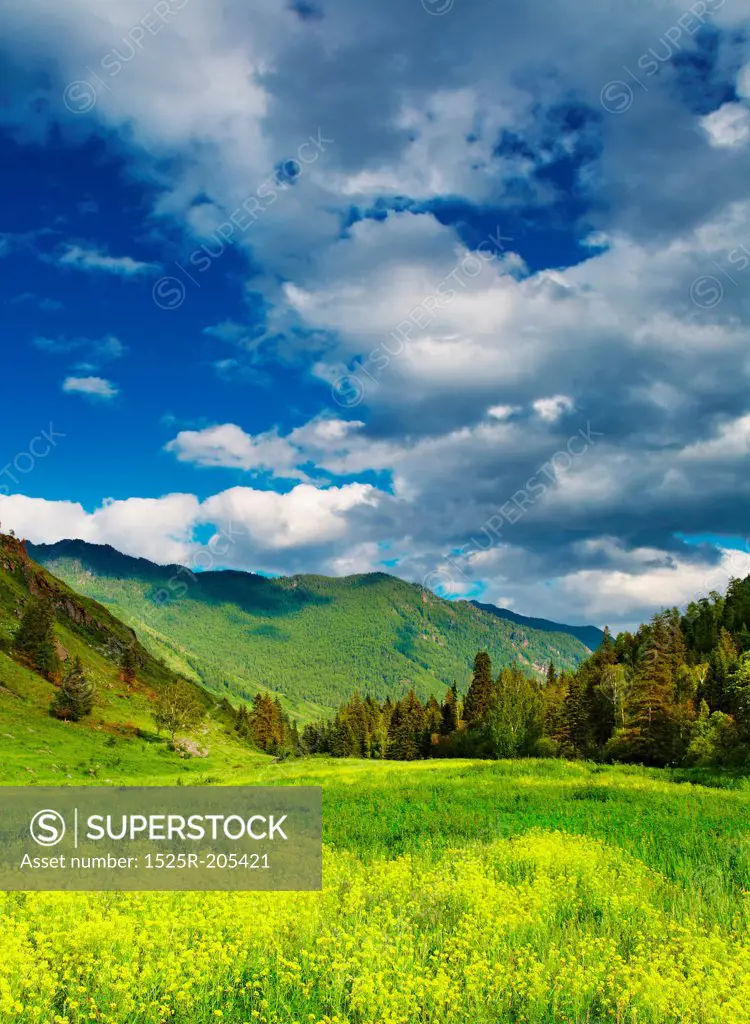 Mountain landscape with blooming glade and cloudy sky