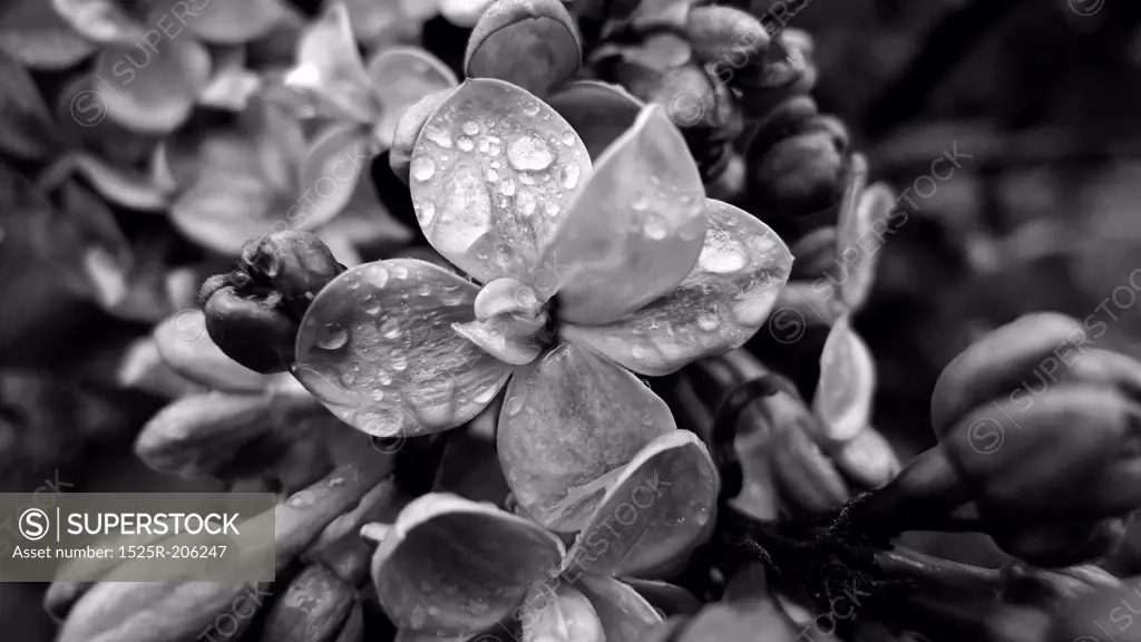 B&W close-up of a spring Lilac flower.
