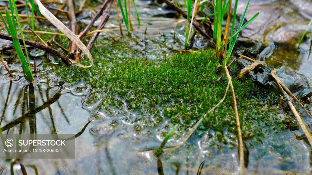 Fresh springtime grass growing in water.