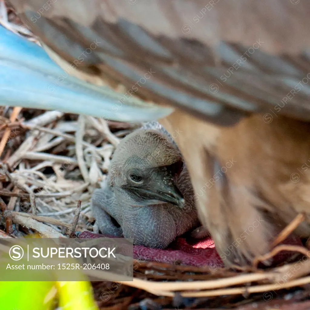Red-Footed booby (Sula sula) chick in nest, Genovesa Island, Galapagos Islands, Ecuador