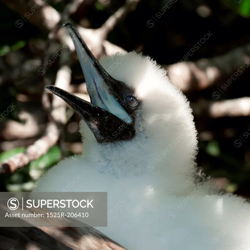 Red-Footed booby (Sula sula) chick calling, Genovesa Island, Galapagos Islands, Ecuador
