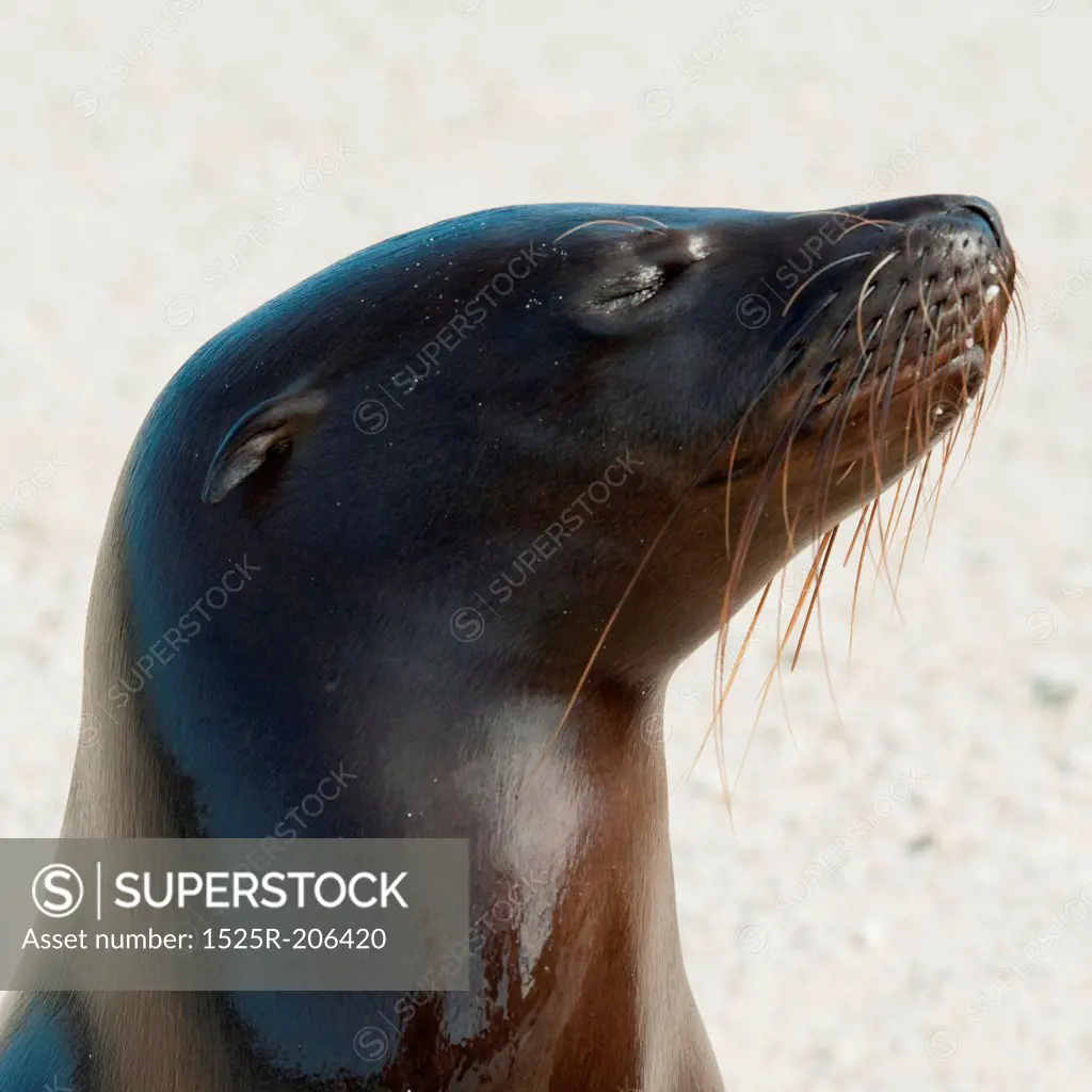 Galapagos sea lion (Zalophus californianus wollebacki), Genovesa Island, Galapagos Islands, Ecuador