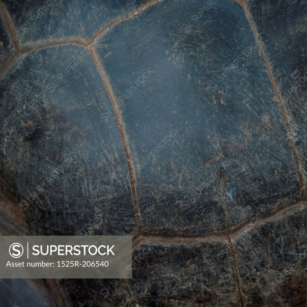 Giant tortoise, Charles Darwin Research Station, Santa Cruz Island, Galapagos Islands, Ecuador