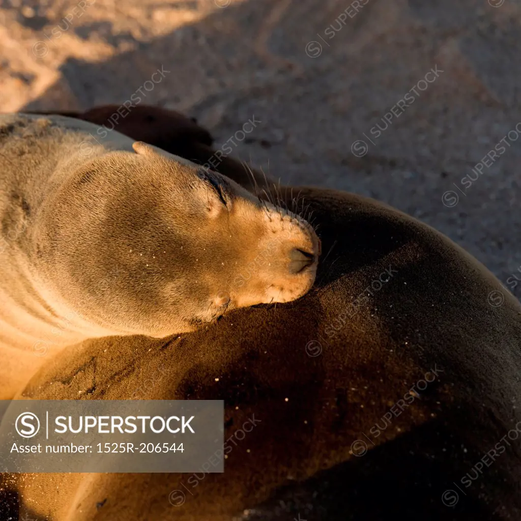 Galapagos sea lion (Zalophus californianus wollebacki), Punta Suarez, Espanola Island, Galapagos Islands, Ecuador