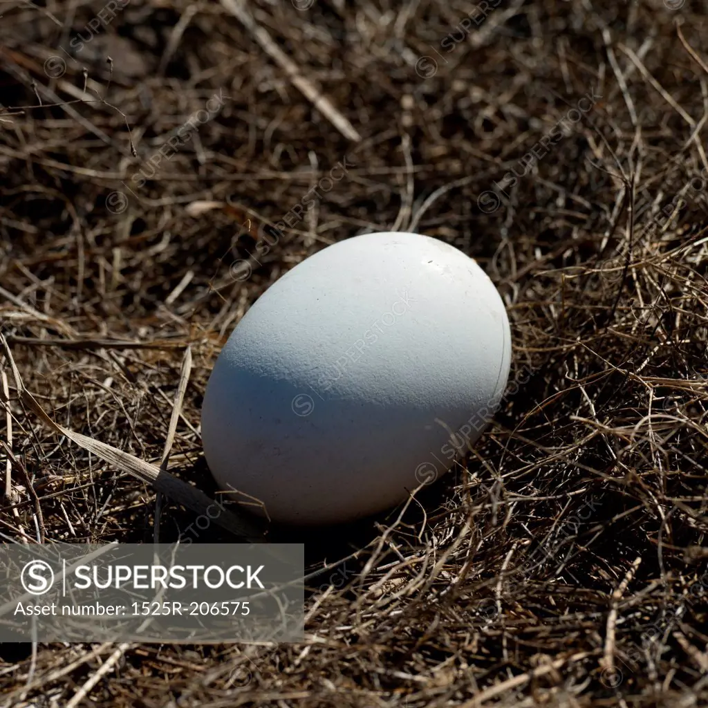 Close-up of an egg, Punta Suarez, Espanola Island, Galapagos Islands, Ecuador