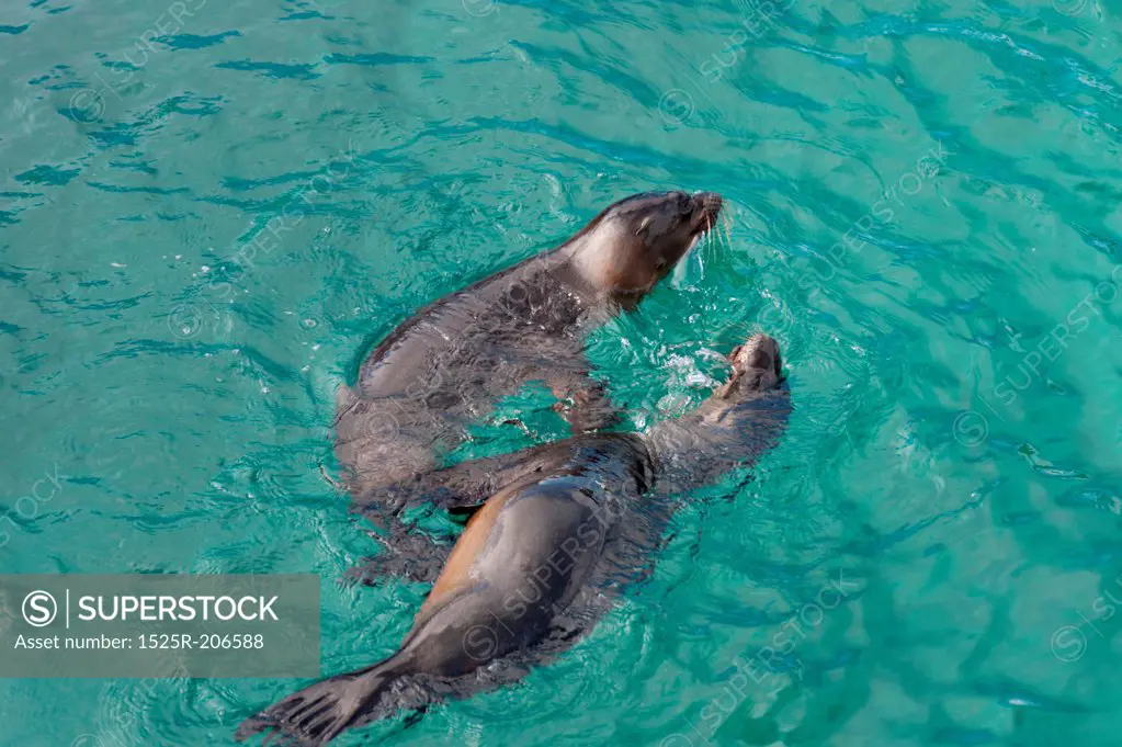 Galapagos sea lions (Zalophus californianus wollebacki), Puerto Baquerizo Moreno, San Cristobal Island, Galapagos Islands, Ecuador