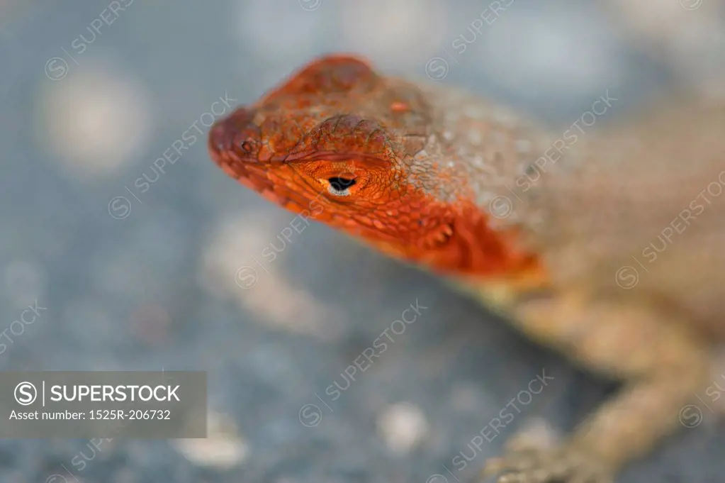 Lava lizard, North Seymour Island, Galapagos Islands, Ecuador