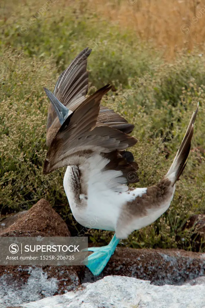 Blue-Footed booby (Sula nebouxii) about to take off, North Seymour Island, Galapagos Islands, Ecuador