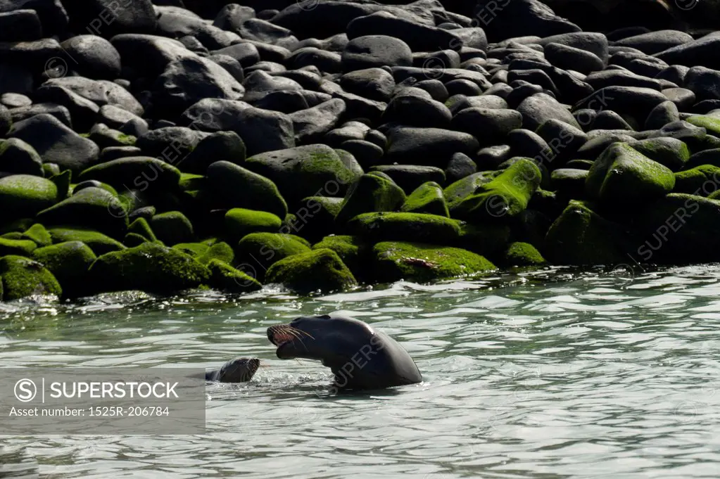 Galapagos sea lions (Zalophus californianus wollebacki), Punta Suarez, Espanola Island, Galapagos Islands, Ecuador