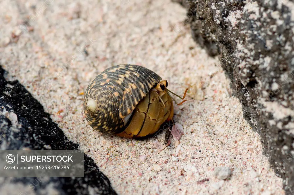 Galapagos snail, Punta Suarez, Espanola Island, Galapagos Islands, Ecuador