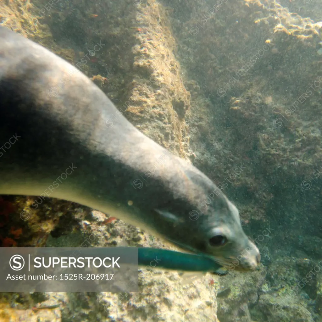 Galapagos sea lion (Zalophus californianus wollebacki) caught a fish in its mouth, Bartolome Island, Galapagos Islands, Ecuador