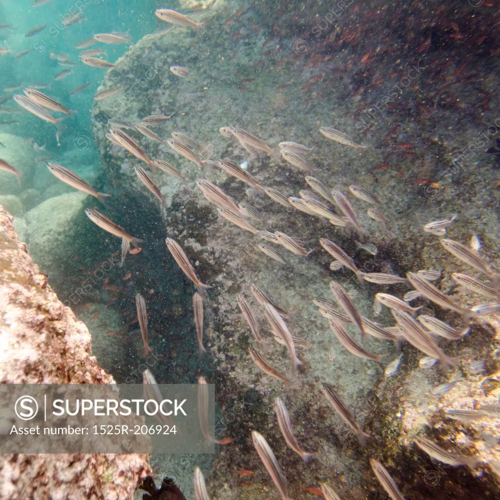 School of fish swimming underwater, Bartolome Island, Galapagos Islands, Ecuador