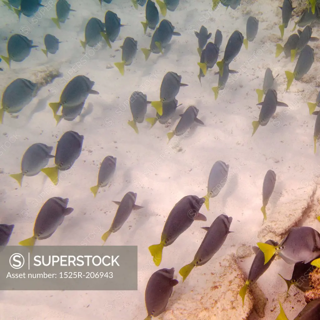 School of fish swimming underwater, Gardner Bay, Espanola Island, Galapagos Islands, Ecuador