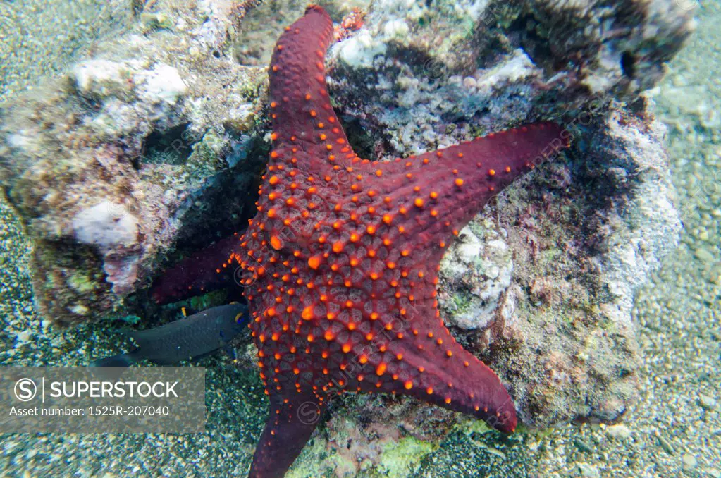 Starfish with a small fish underwater, Bartolome Island, Galapagos Islands, Ecuador