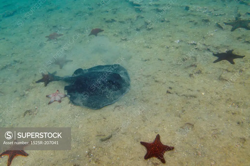 School of starfish with a stingray underwater, Bartolome Island, Galapagos Islands, Ecuador