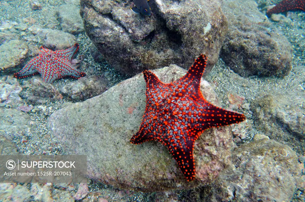 Starfish on the rock underwater Bartolome Island, Galapagos Islands, Ecuador