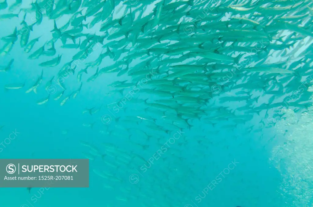 School of Barracuda fish swimming underwater, Santa Cruz Island, Galapagos Islands, Ecuador