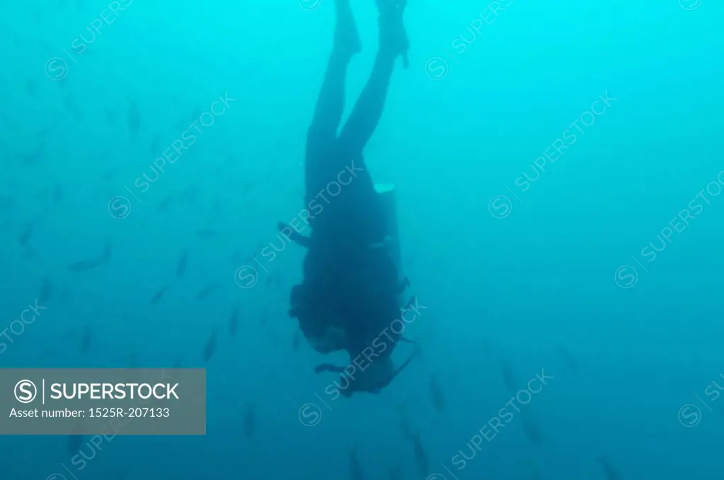 Scuba diver and fish swimming underwater, San Cristobal Island, Galapagos Islands, Ecuador