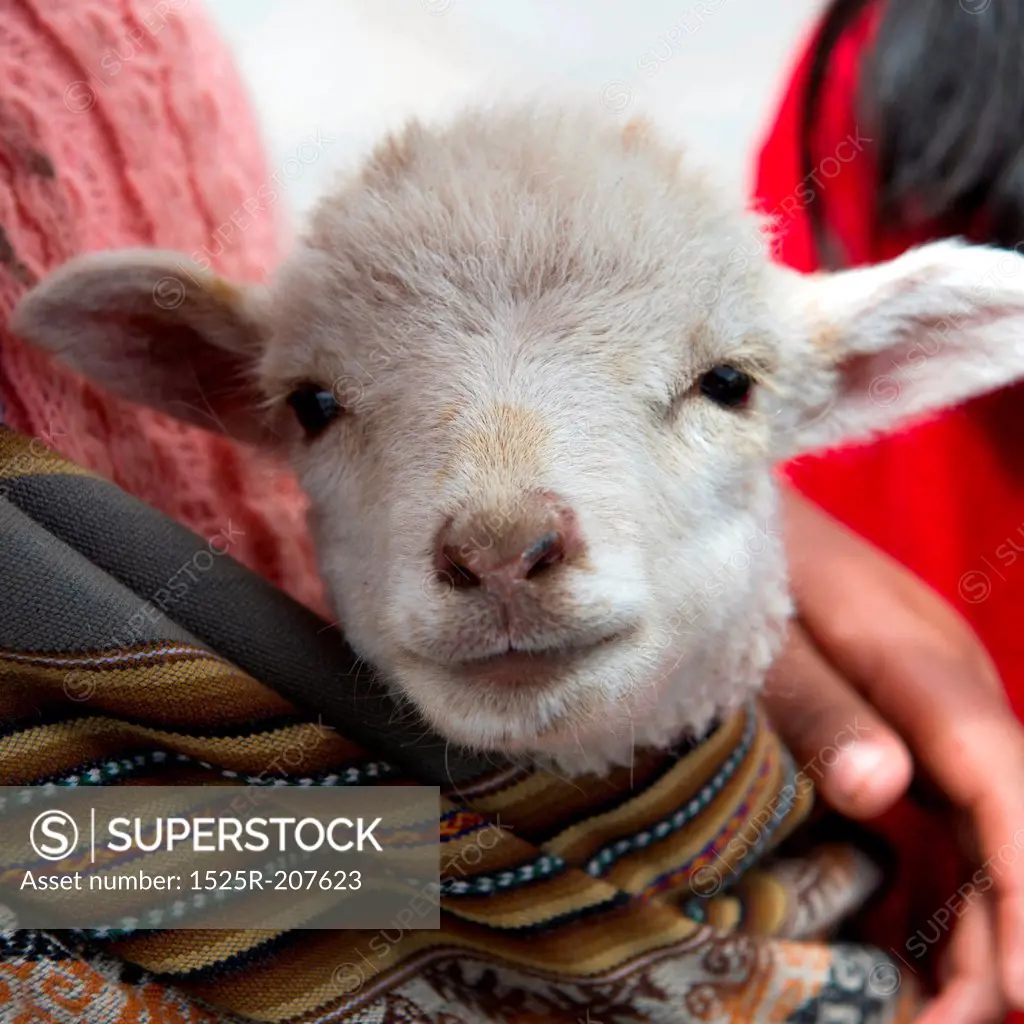Close-up of a kid goat held by a person, Cuzco, Peru
