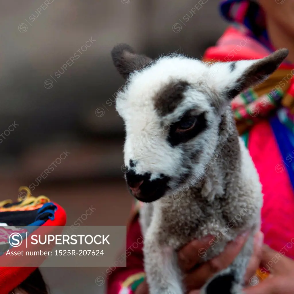 Close-up of a kid goat held by a person, Cuzco, Peru